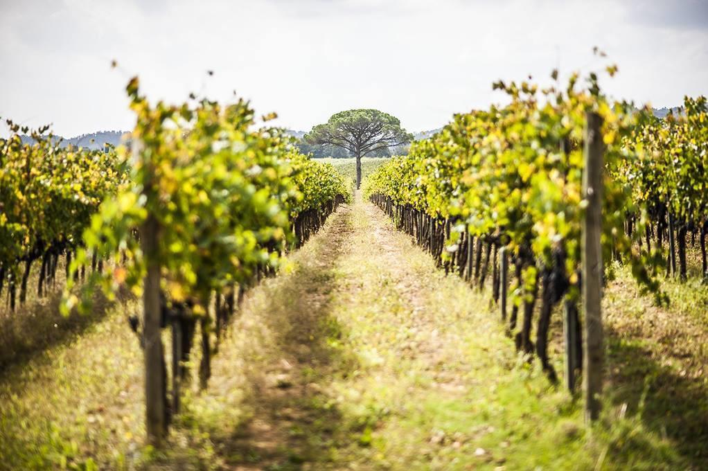 Fattoria Casabianca