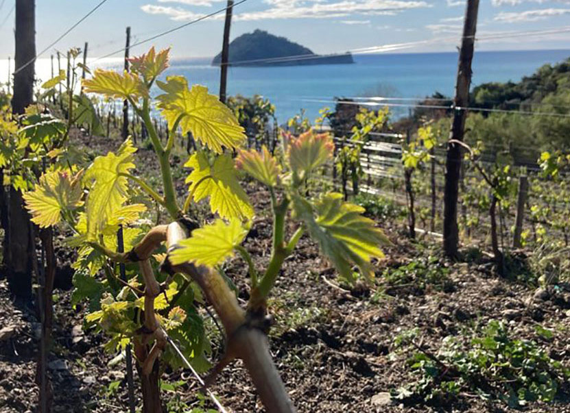 Tenuta Castello di Rezzo