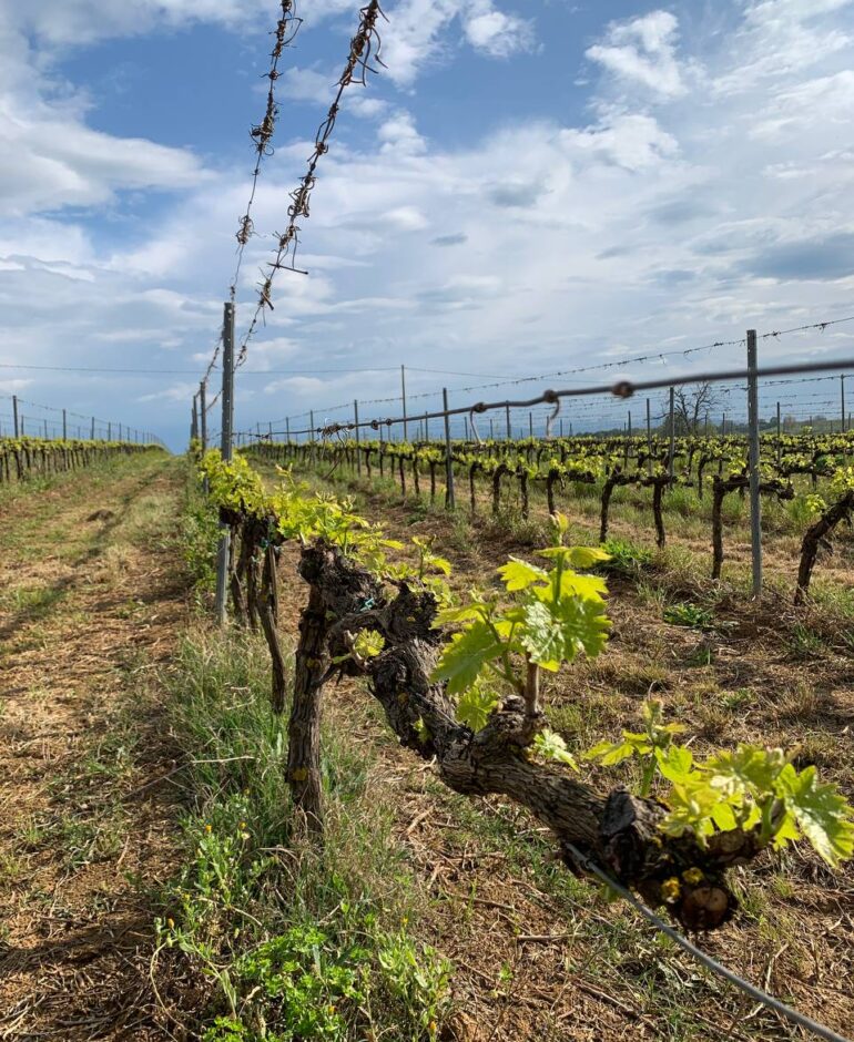 RICCI Azienda Agricola