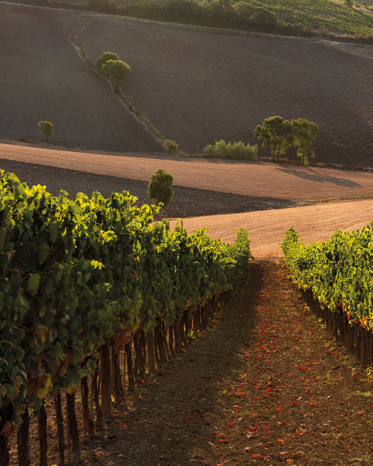 LE STADÈRE - Tuscany Vineyards and Wines