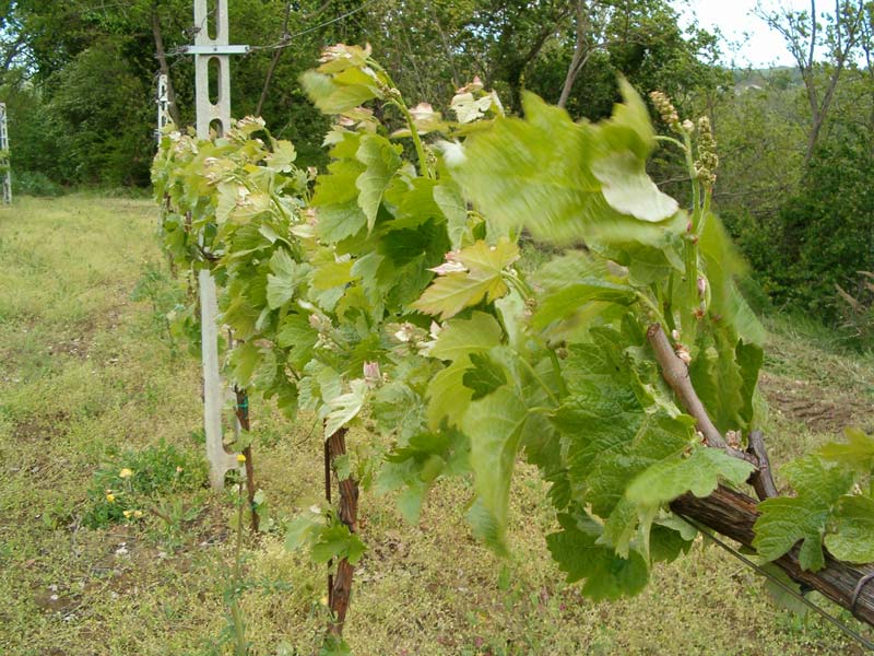 Azienda agricola Le Casette