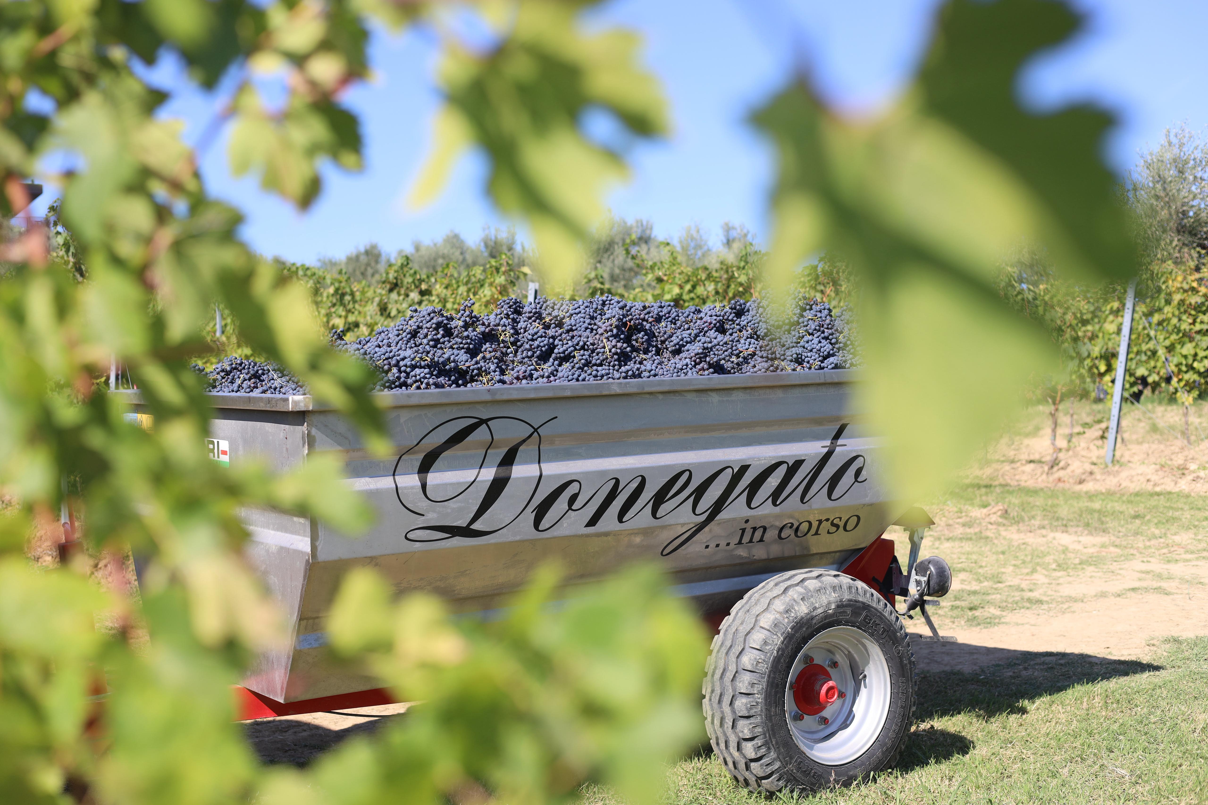 Donegato Winery