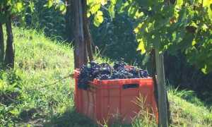 Azienda Agricola del Pozzo