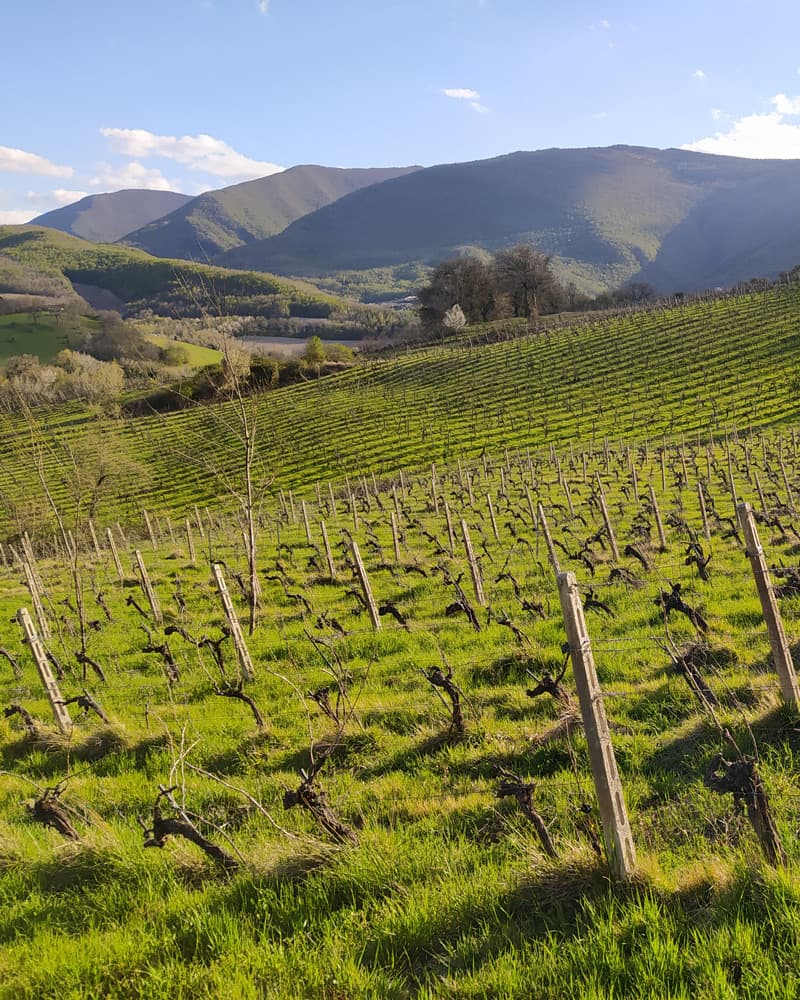 Azienda Vinicola Rocchi