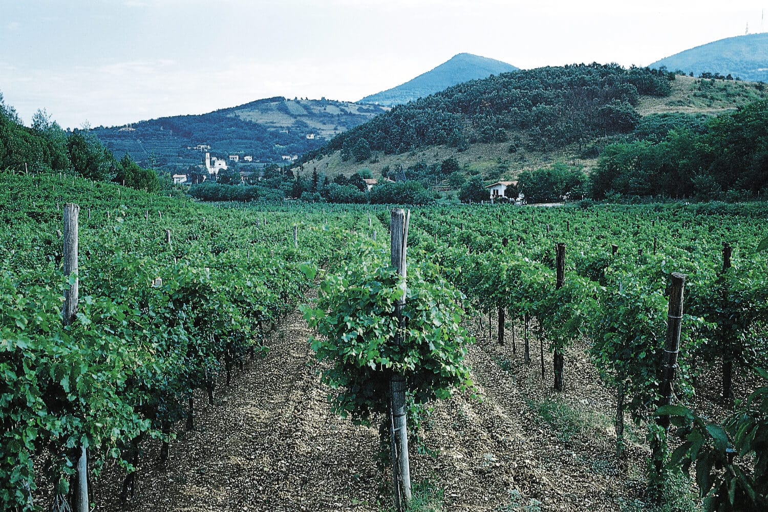 Azienda vitivinicola Turetta Ca' Bianca