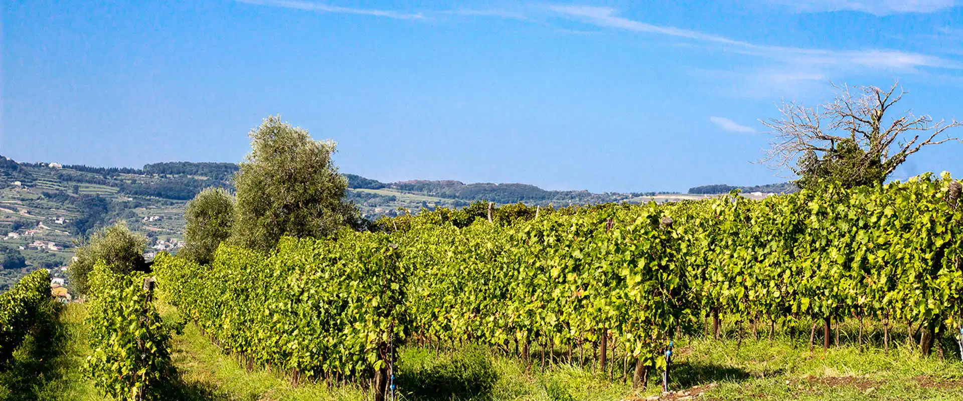 Meggiolaro Vini