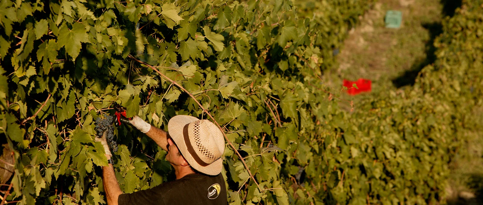 Azienda Agricola Fiorano