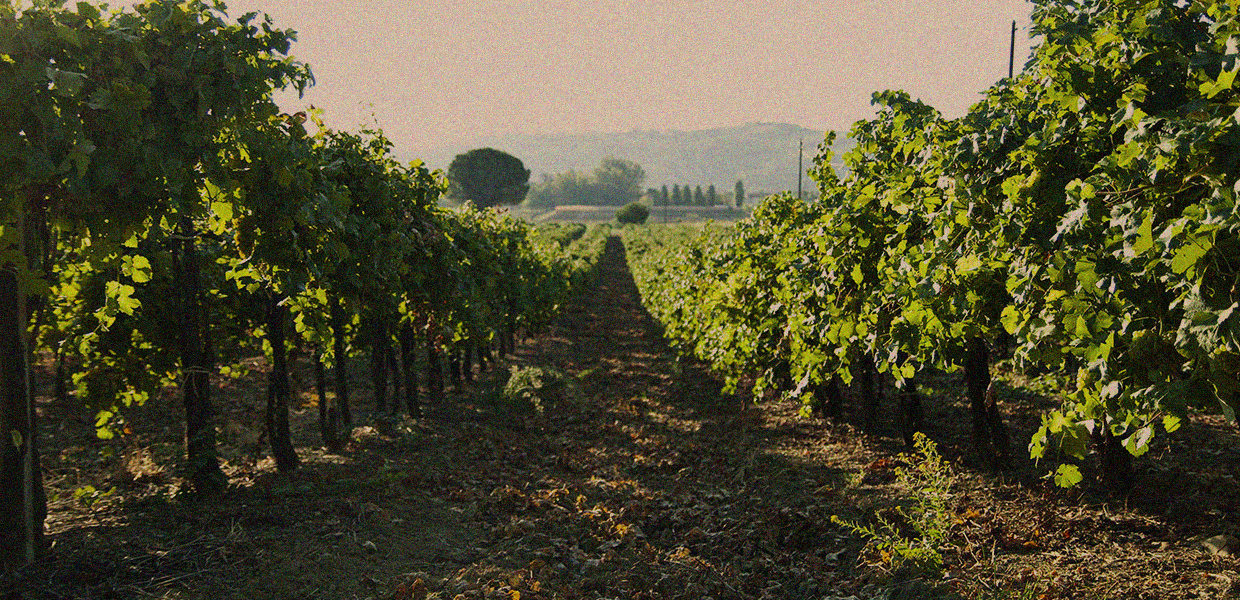 Cantina Poderi delle Rocche