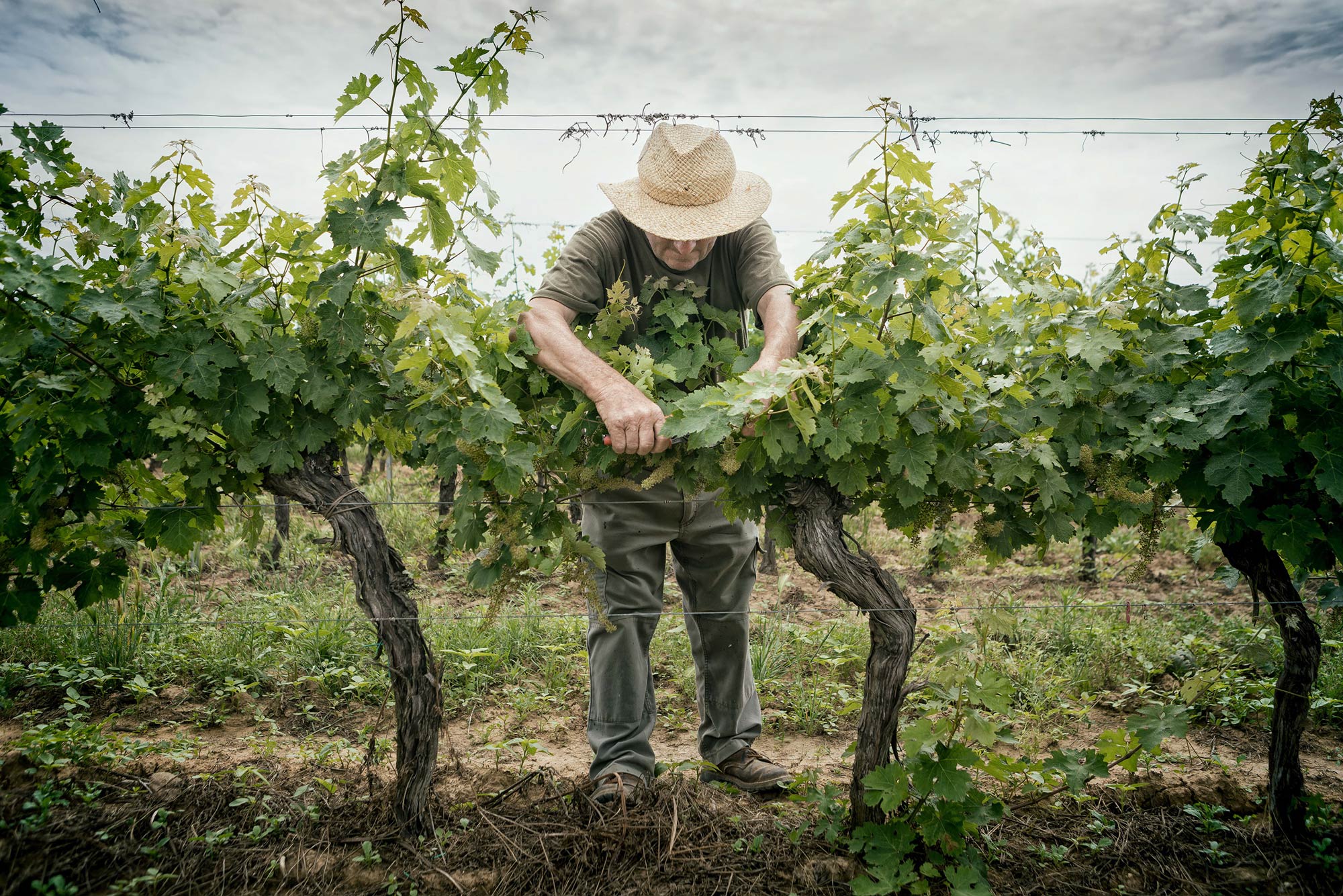 Cantina Casali