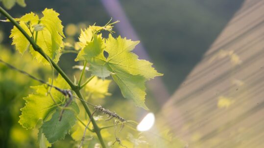 Cantine Ricasoli