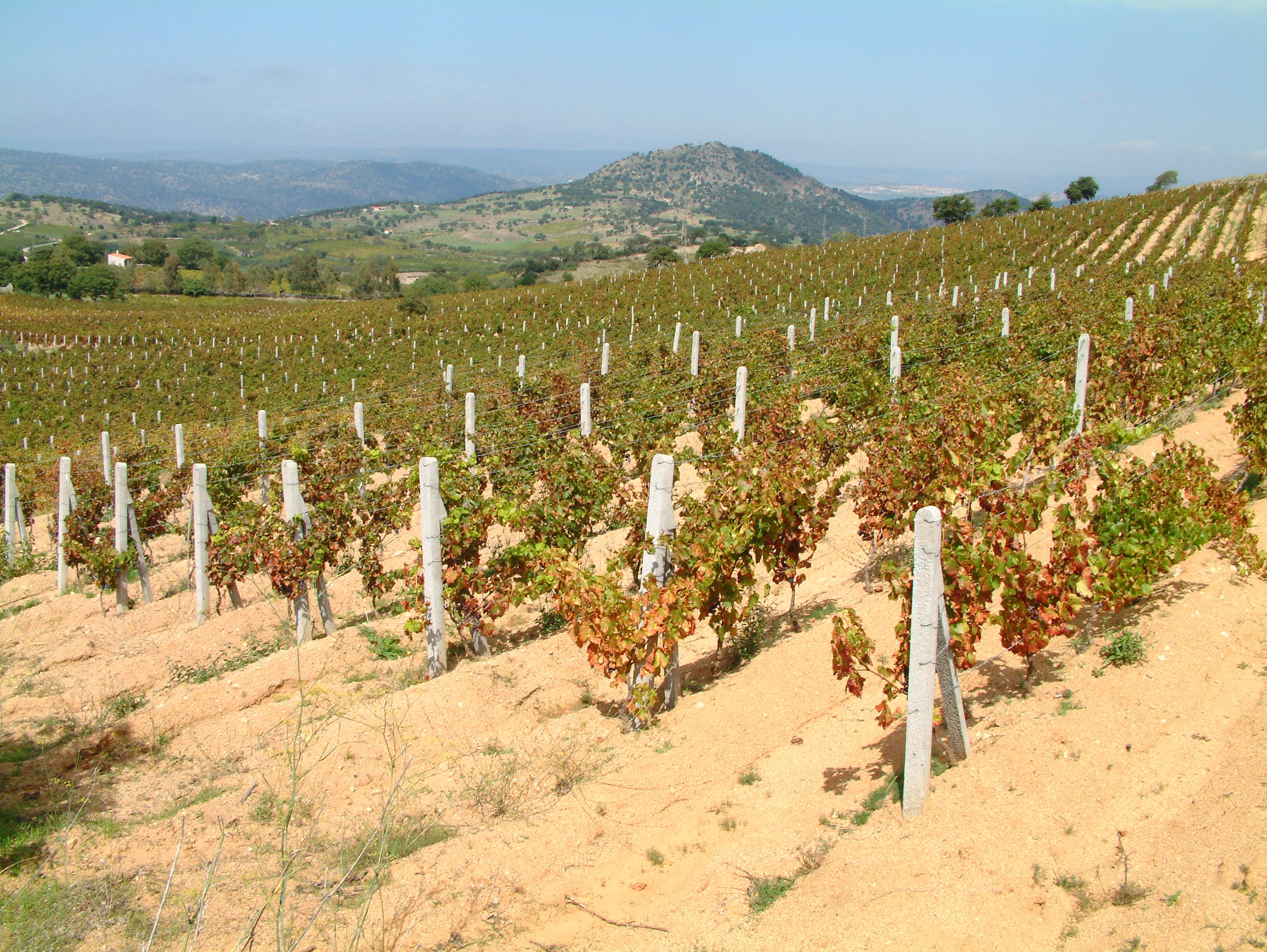 Cantina Giampietro Puggioni