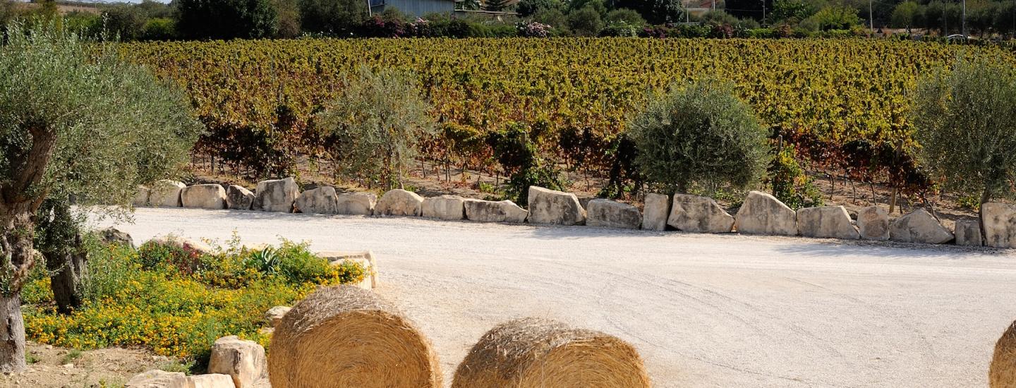 Azienda Vinicola Rio Favara