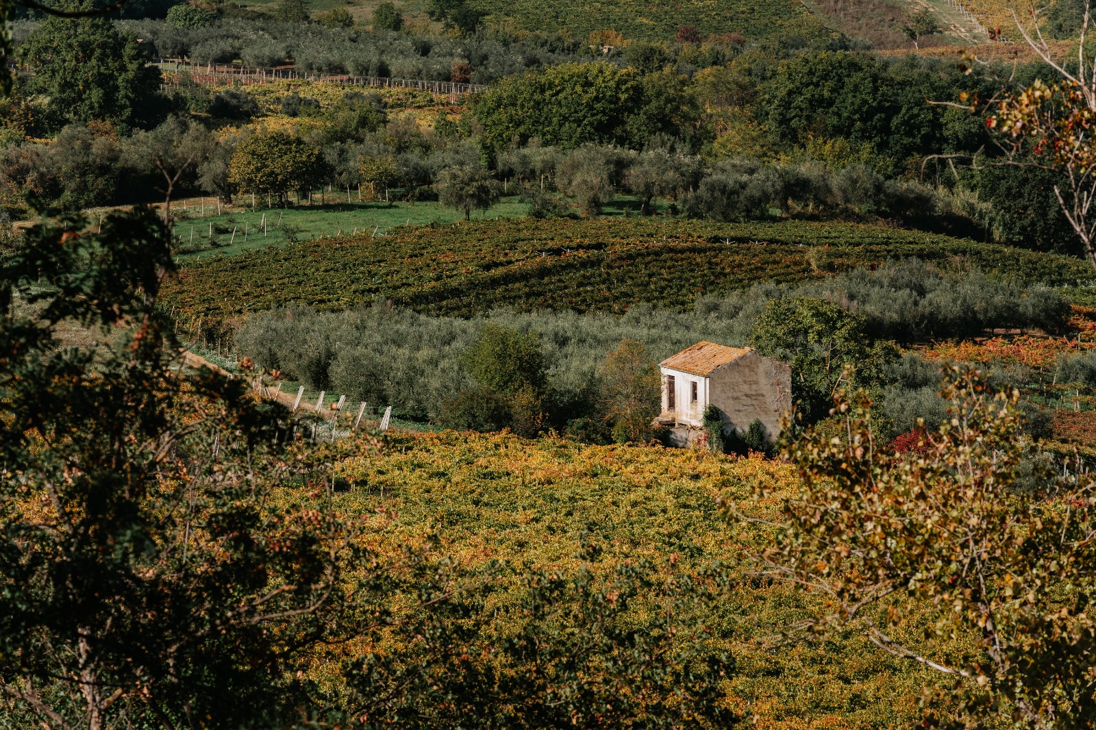 Colle Moro