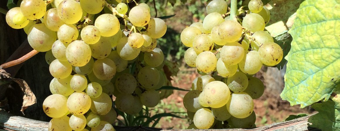 cantina Il Verro