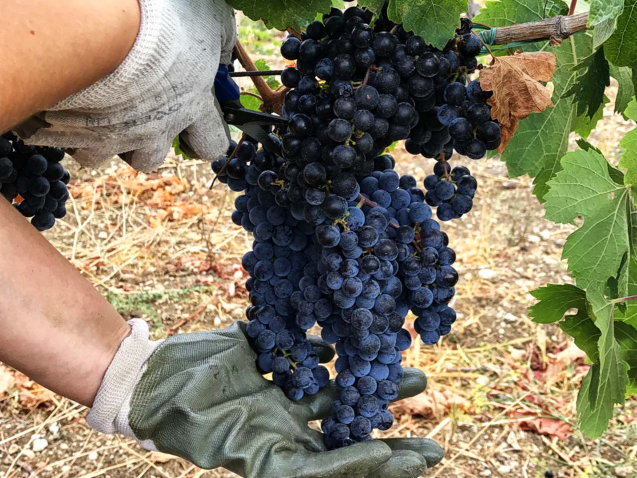 Cantina Sociale Cerveteri