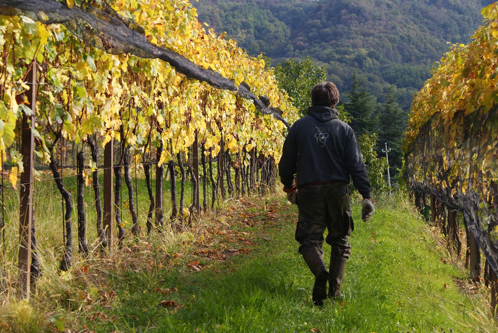 Gori Agricola