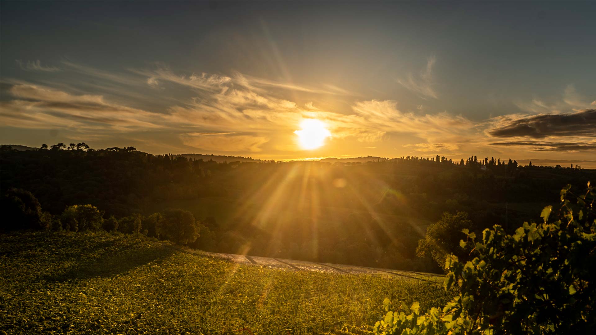 Azienda Agricola Tamburini