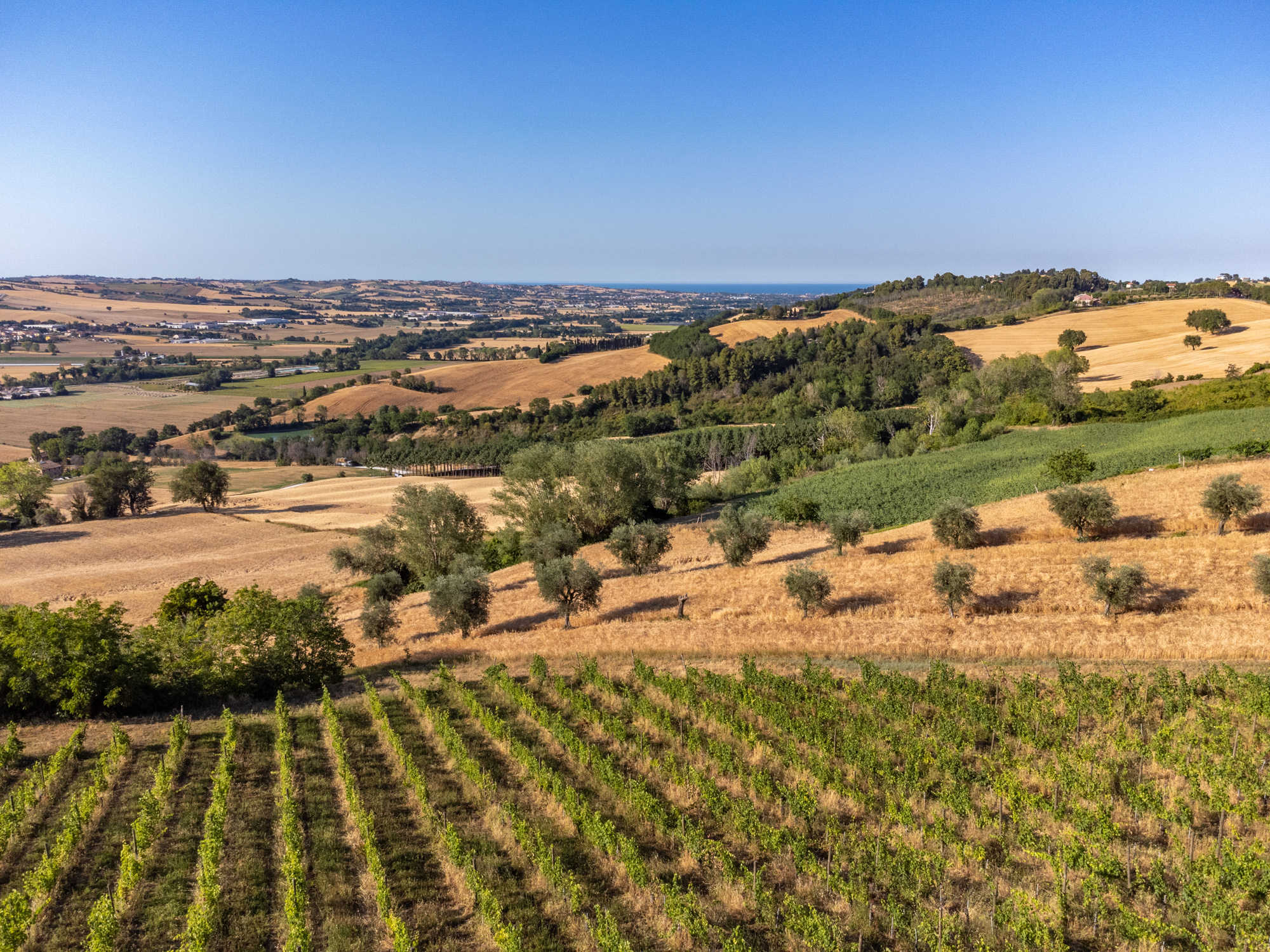 Federico Mencaroni Winery
