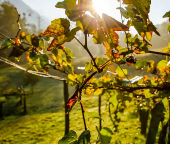 Azienda vitivinicola Il Montarco
