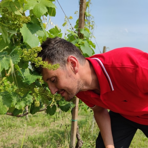 Fratelli Maggi - Vini e spumanti