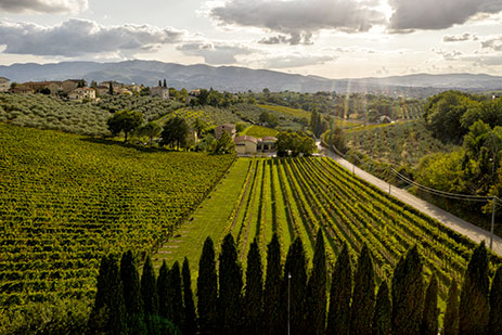 Cantina Fratelli Pardi S.S.