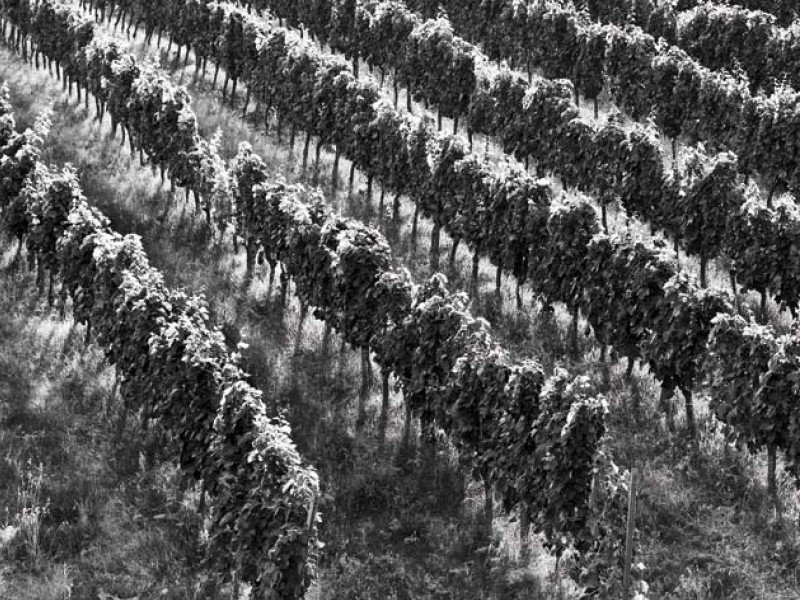Cantina sociale Cincinnato
