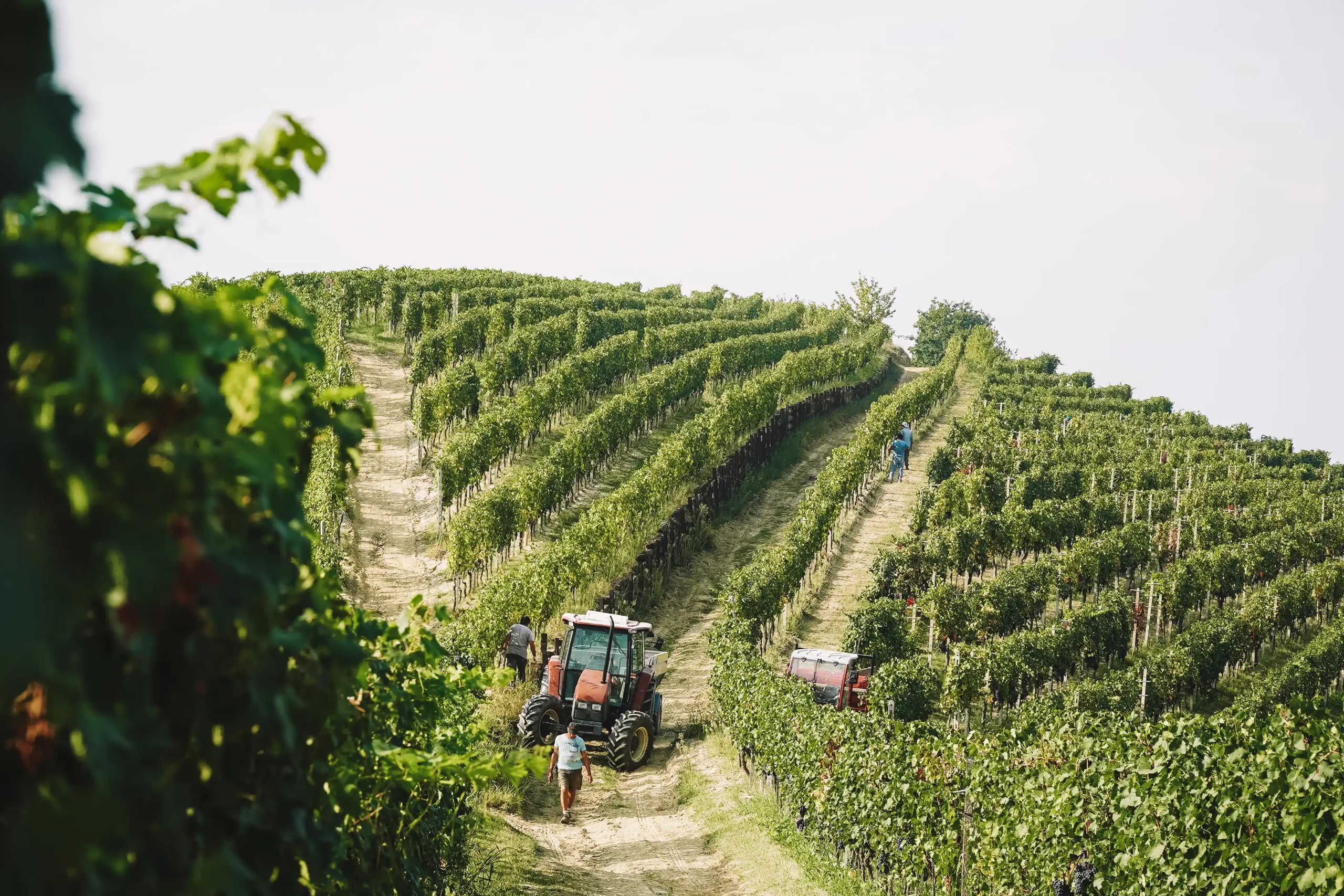 Tenuta La Pergola