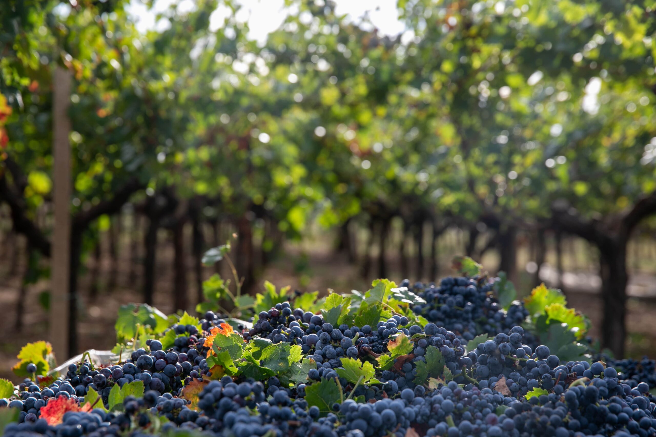 Cantina di Ruvo di Puglia "CRIFO"
