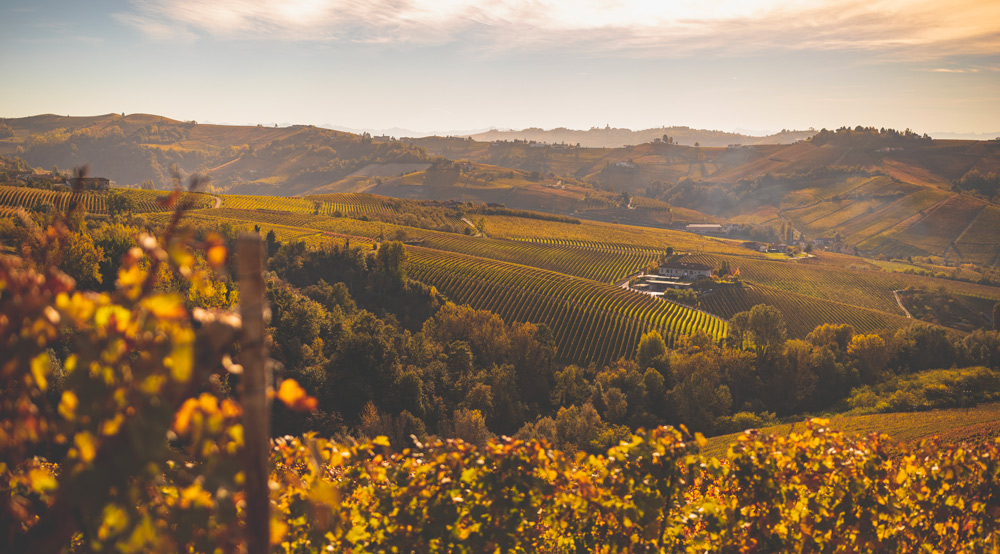 Tenuta Barac
