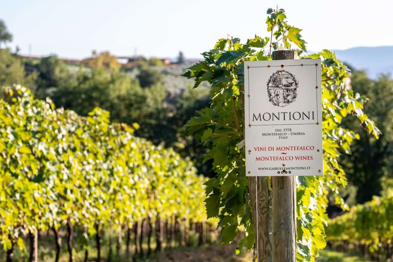 Montioni Cantina