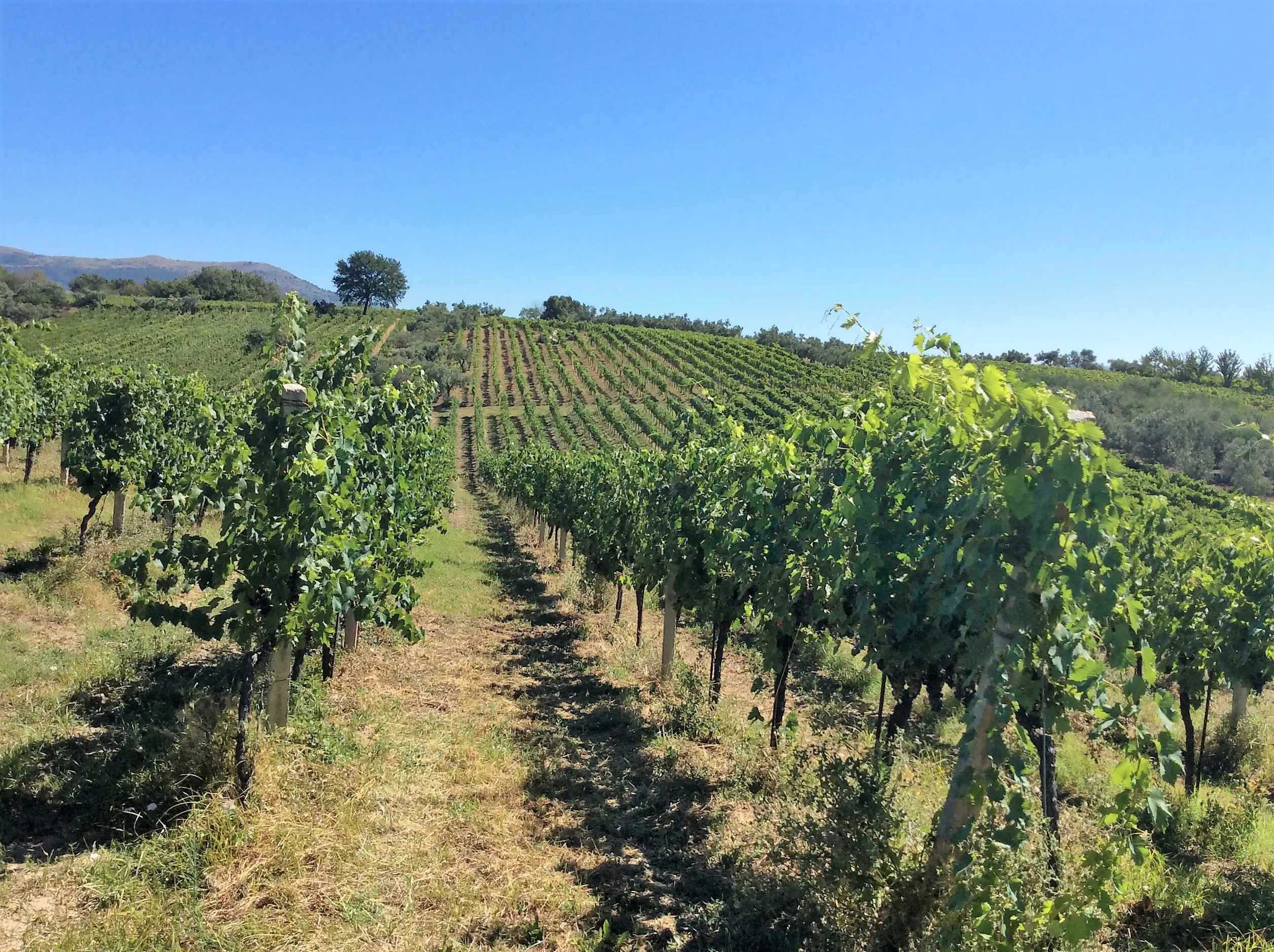 Cantina Giacomo Simone