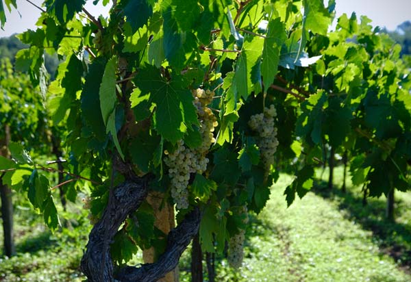 Azienda Agricola Pacelli