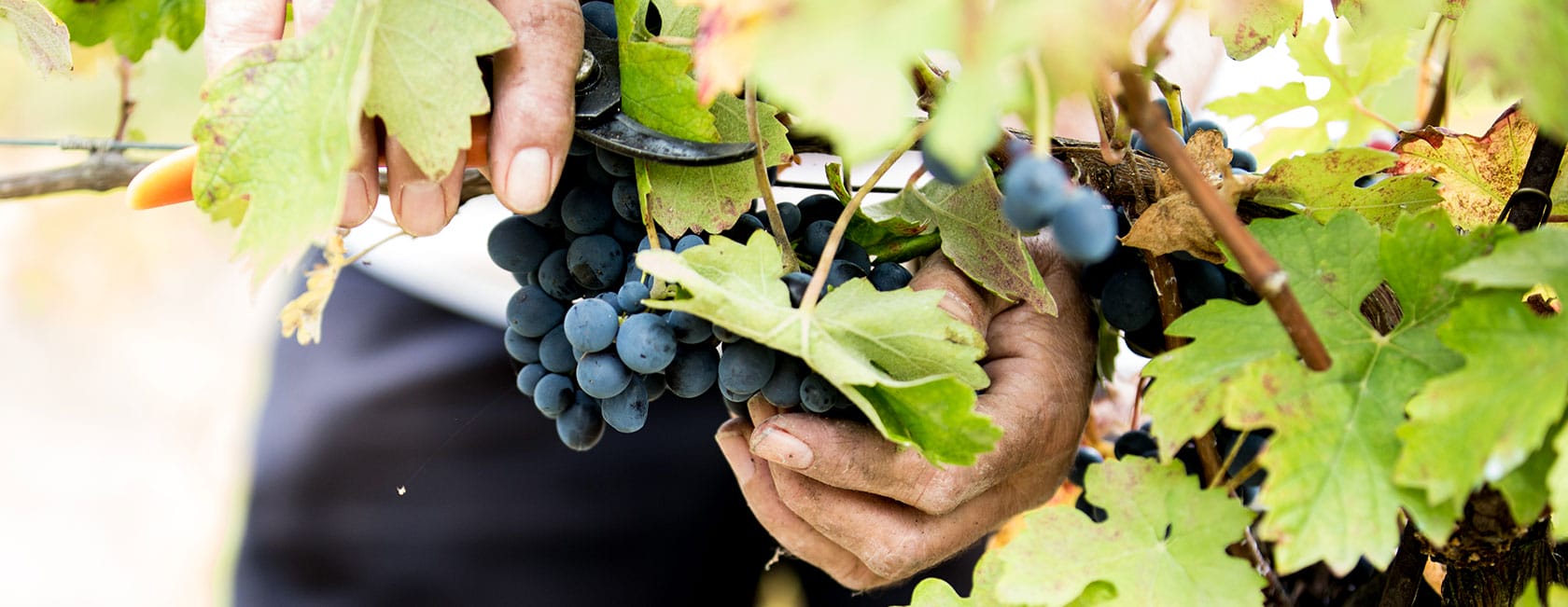 Cantina sociale Vinchio - Vaglio Serra