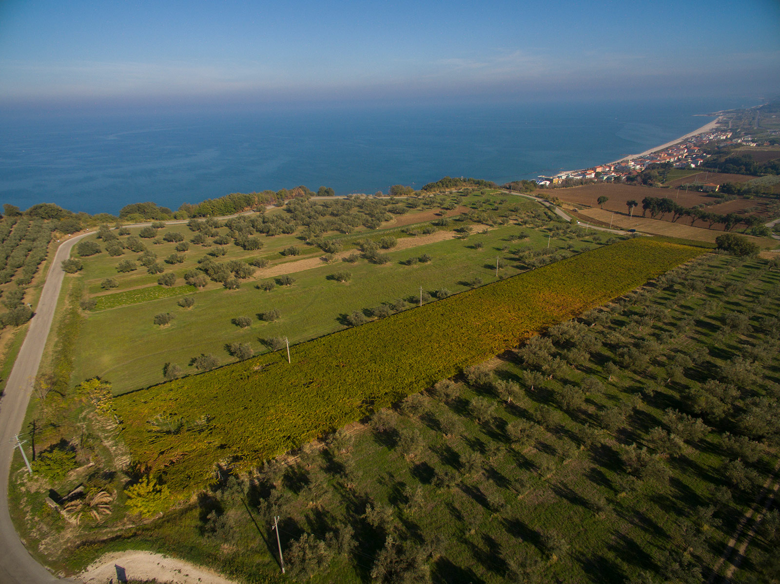 Azienda Agricola Vinicola Venea