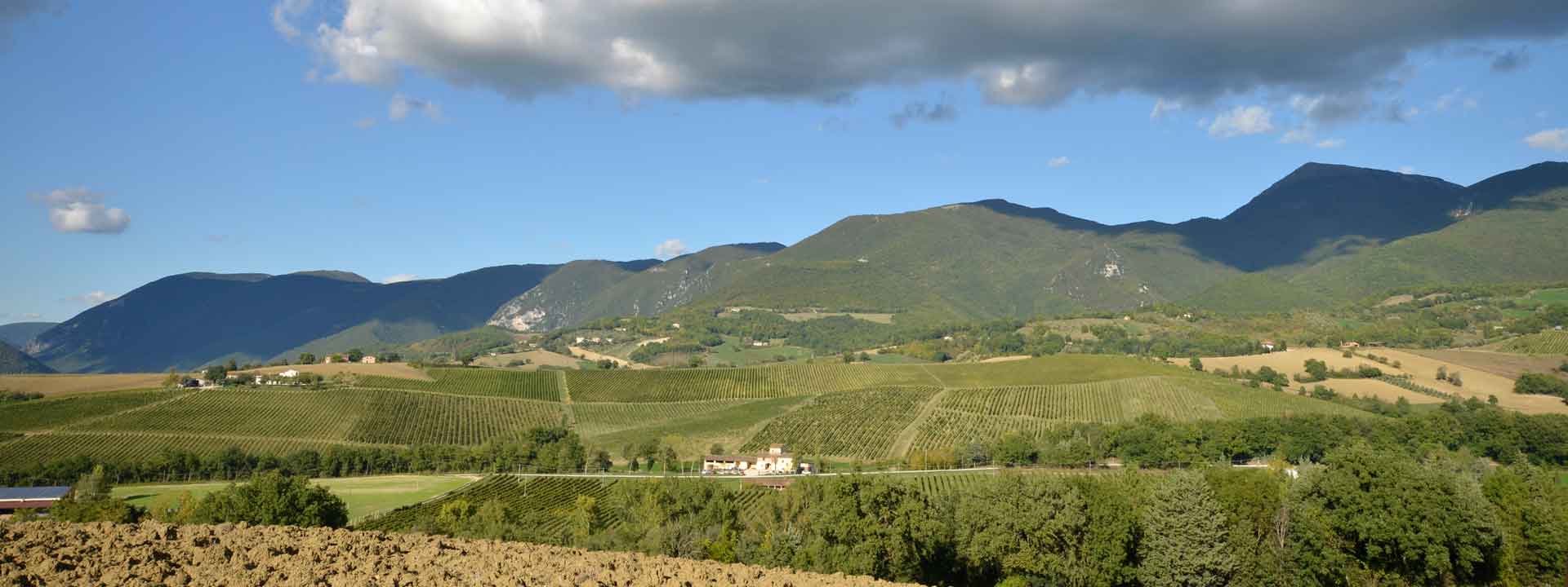 Cantine Belisario