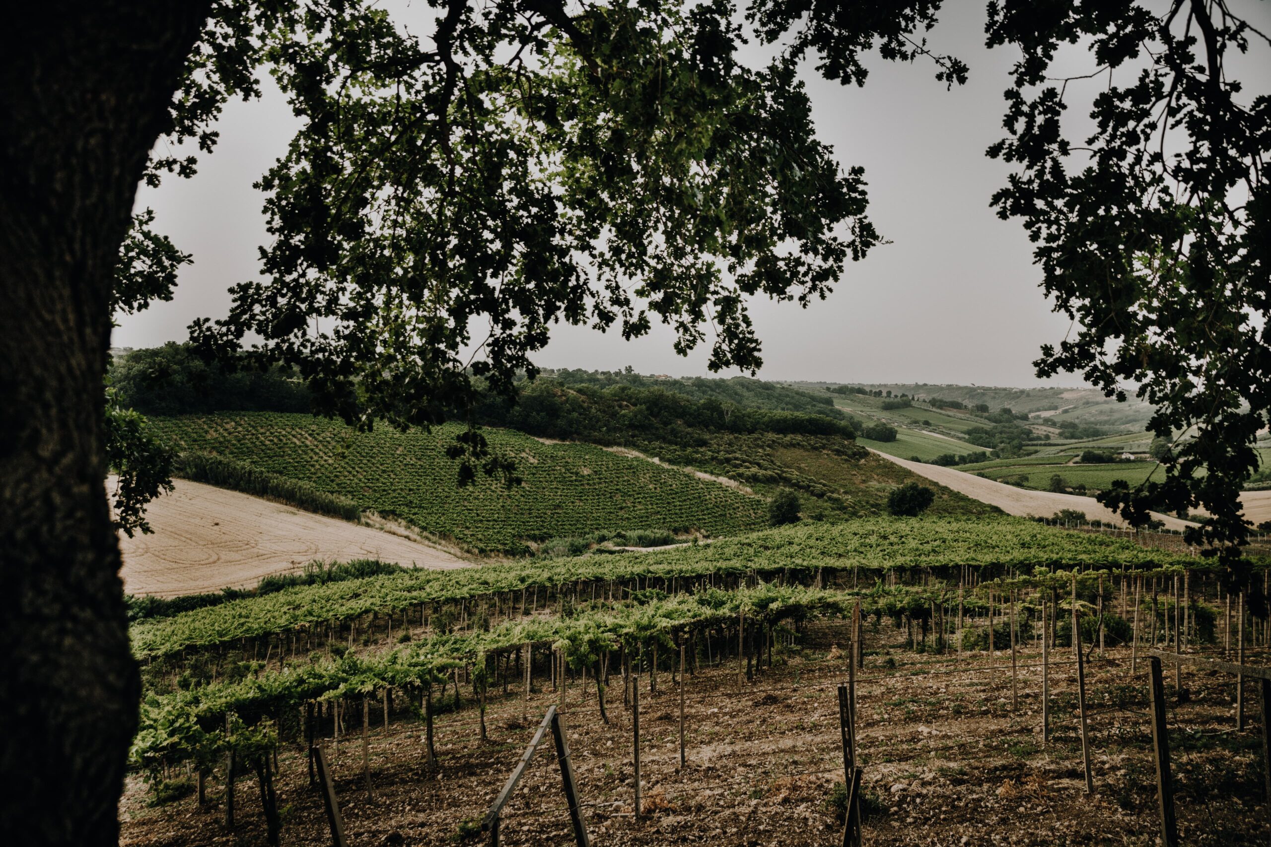 Tenuta Oderisio