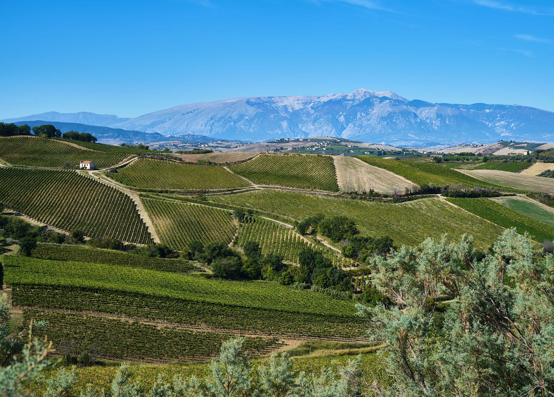 Citra Vini