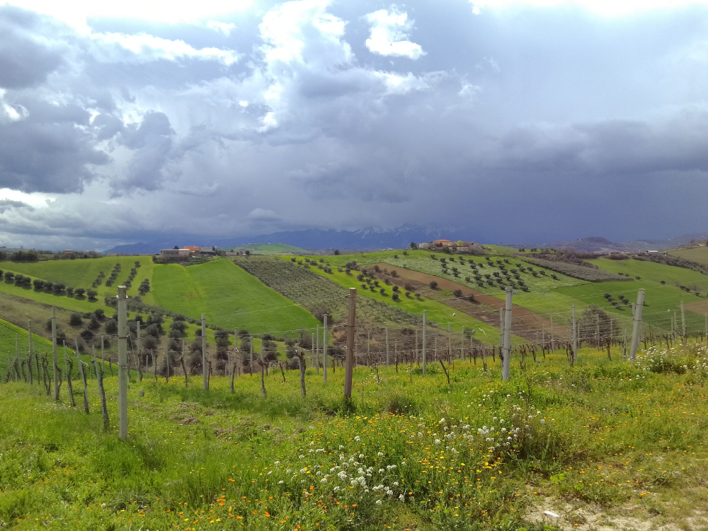 Vaddinelli