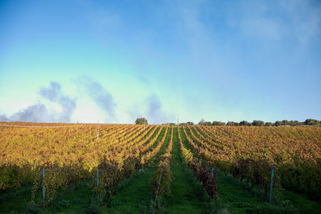 Cantine Lagala