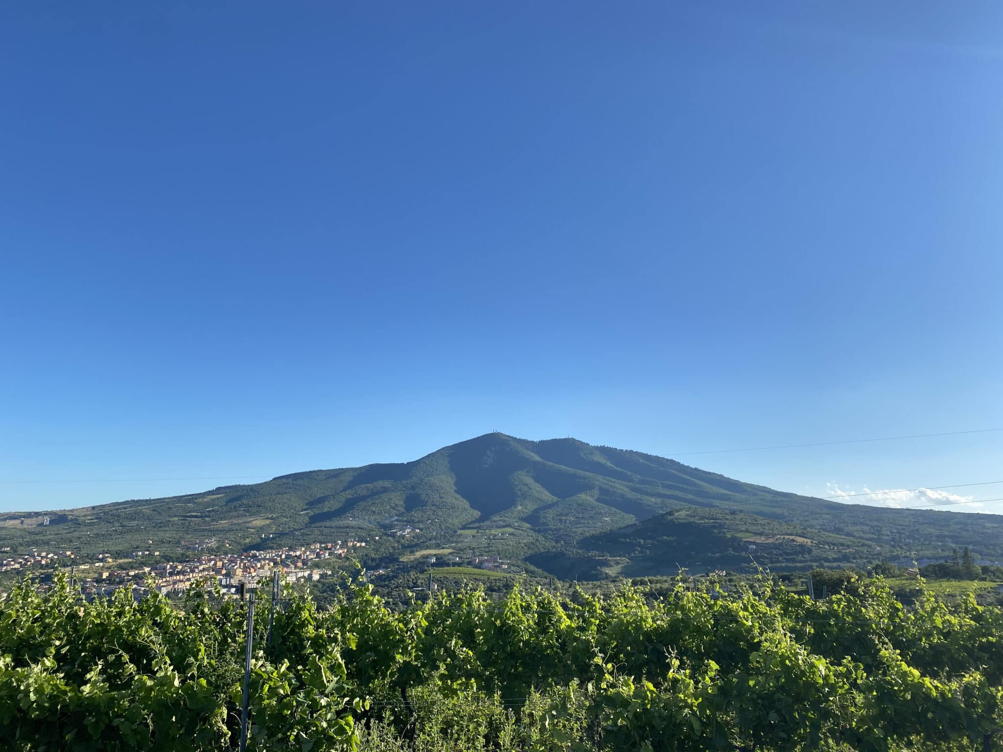 Carbone Vini