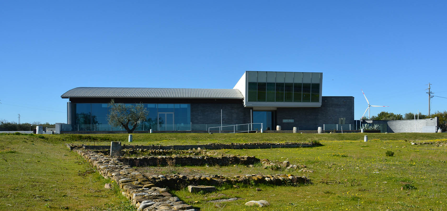 Vitis In Vulture