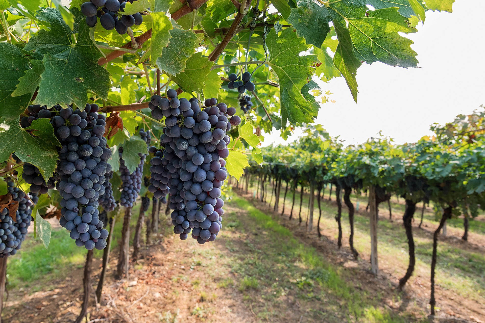 Casparriello Vini Di Taurasi