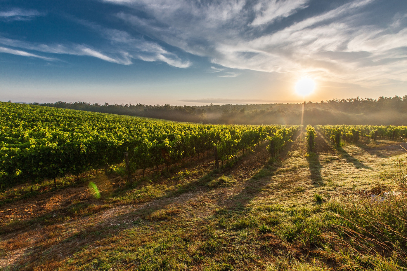 Tenuta Mainardi