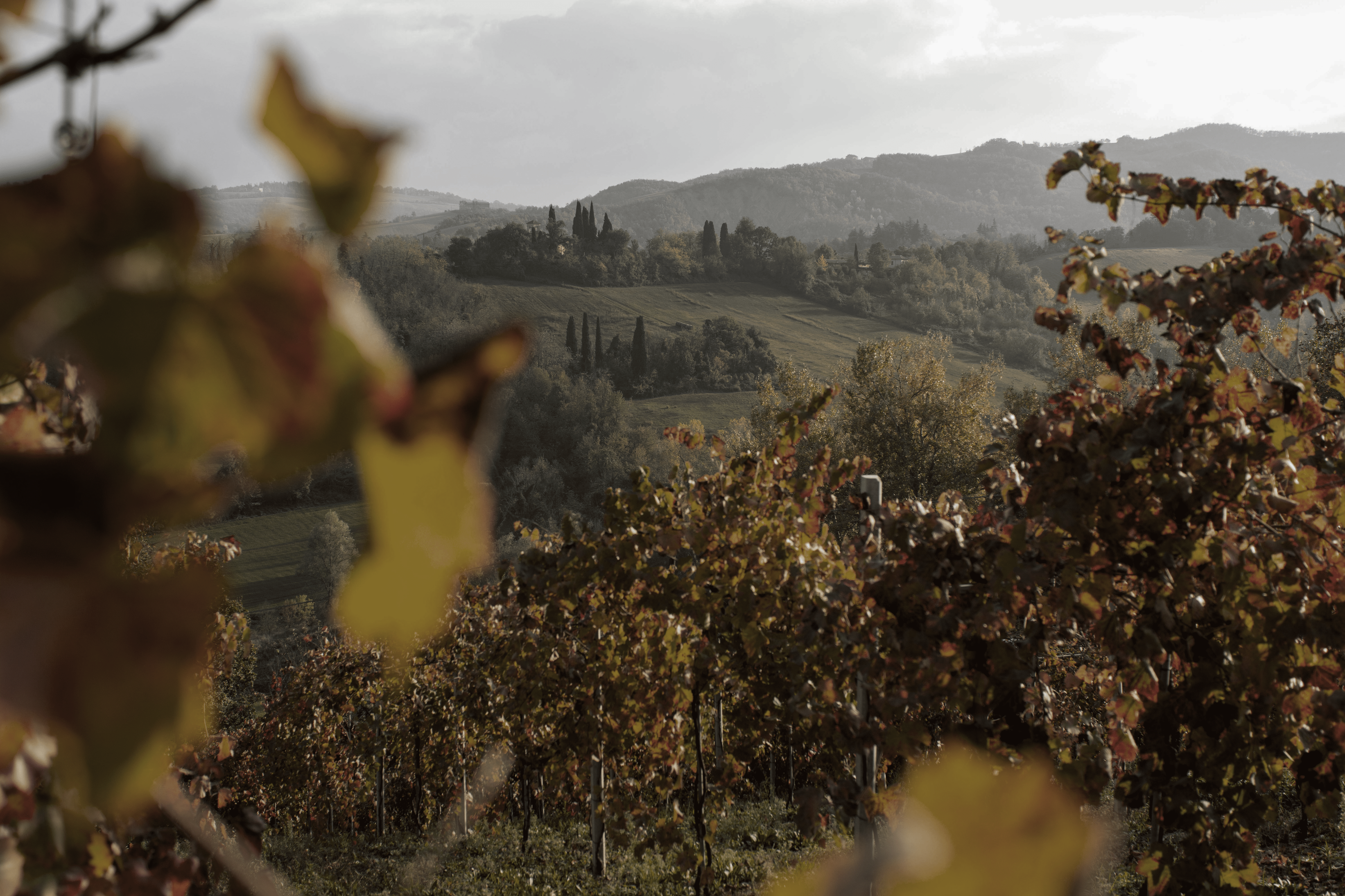 Cantina Puianello