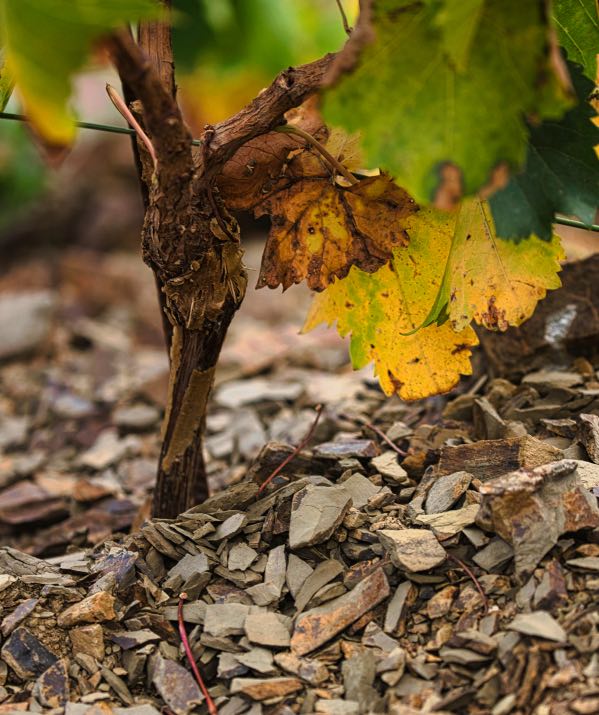 Feri Wines