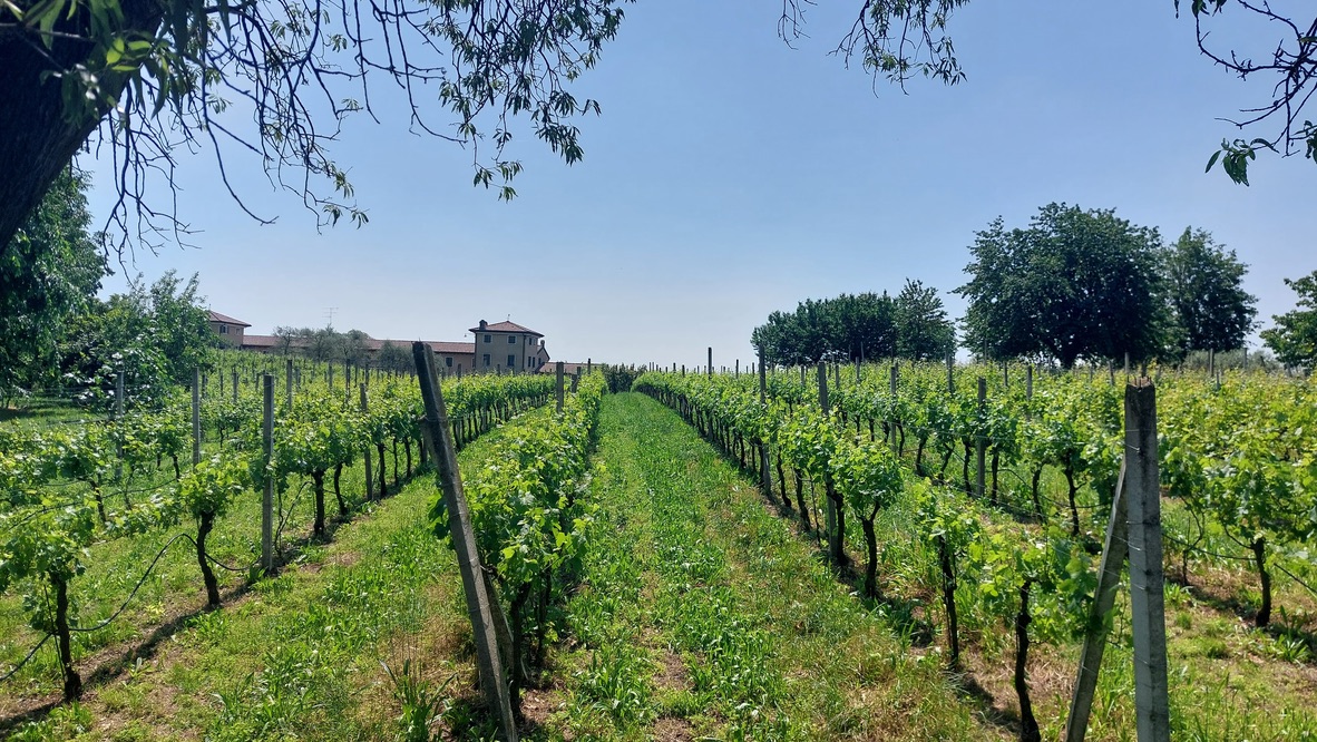 Società Agricola Vojon