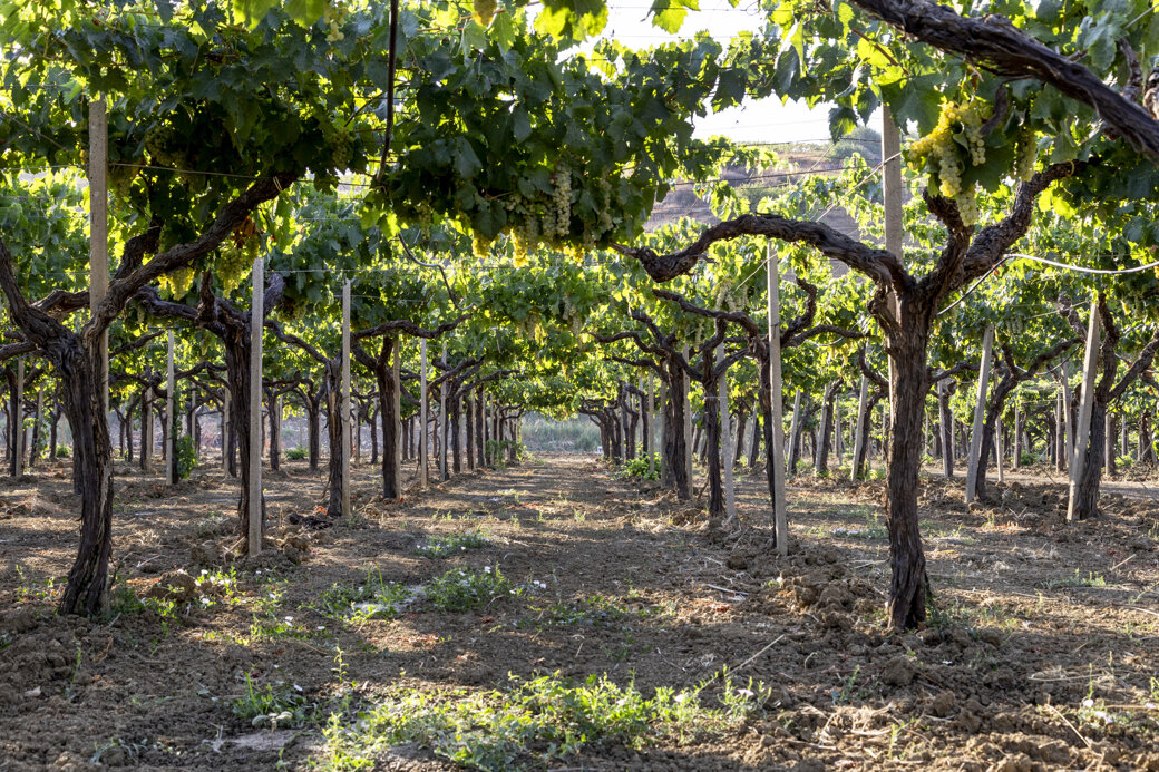 Azienda Agricola Tamburello