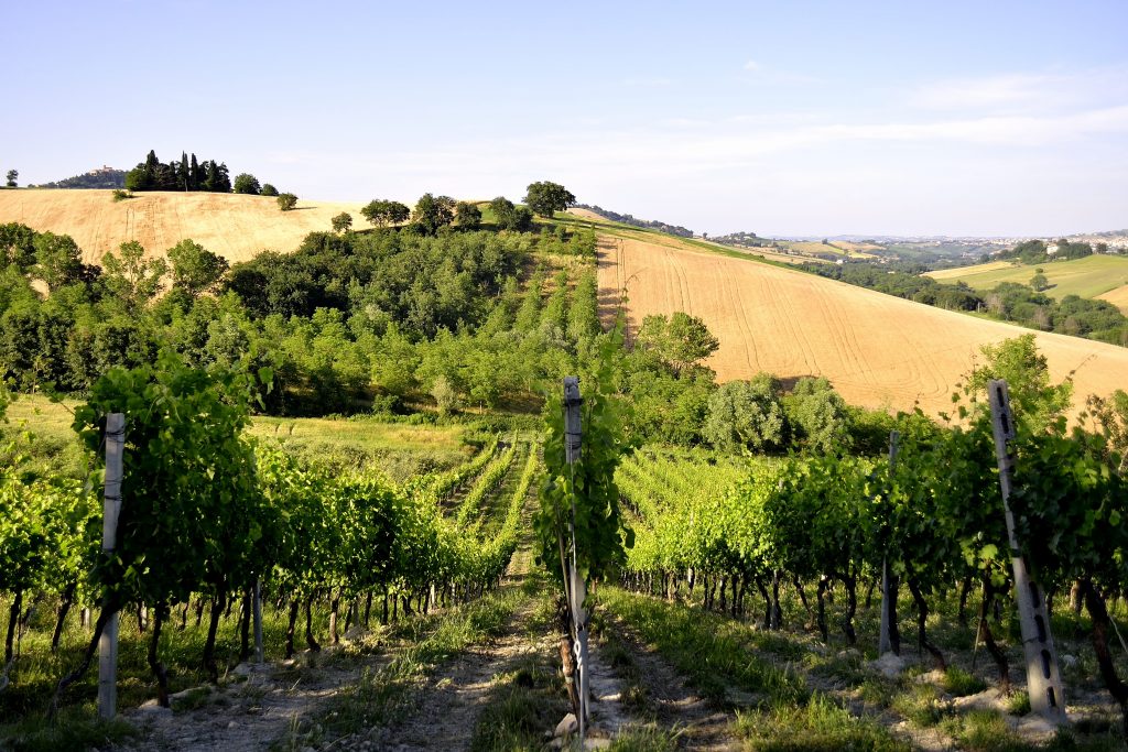 Tenuta Mattei