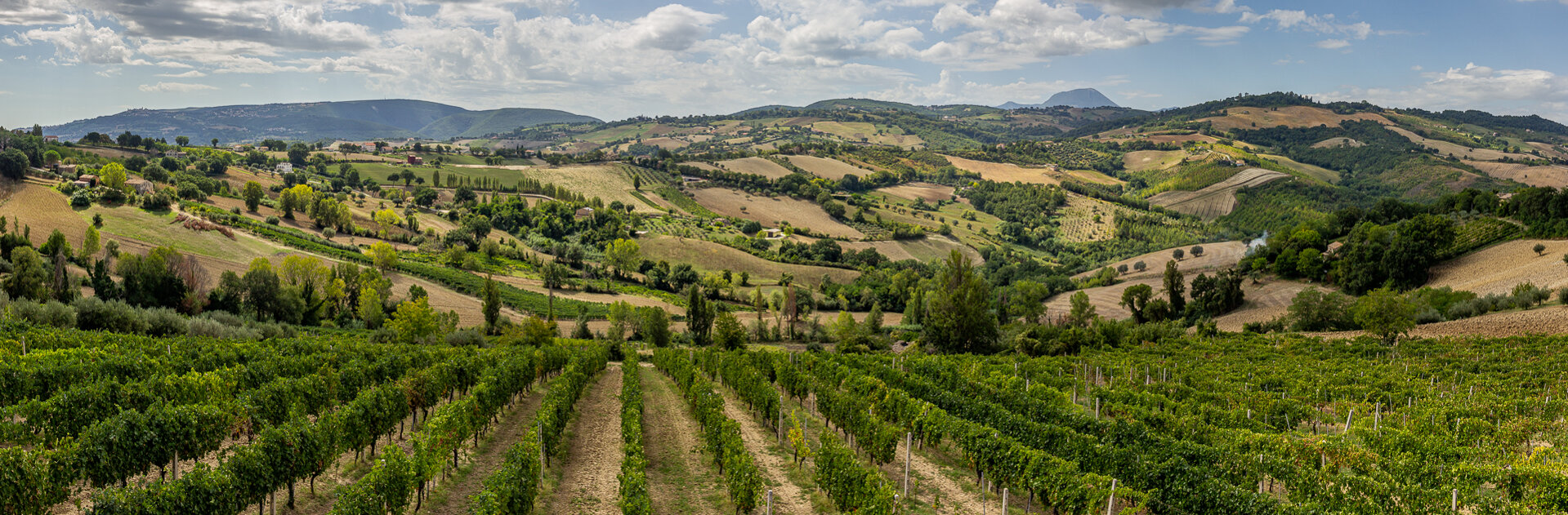 Vini Simonetti