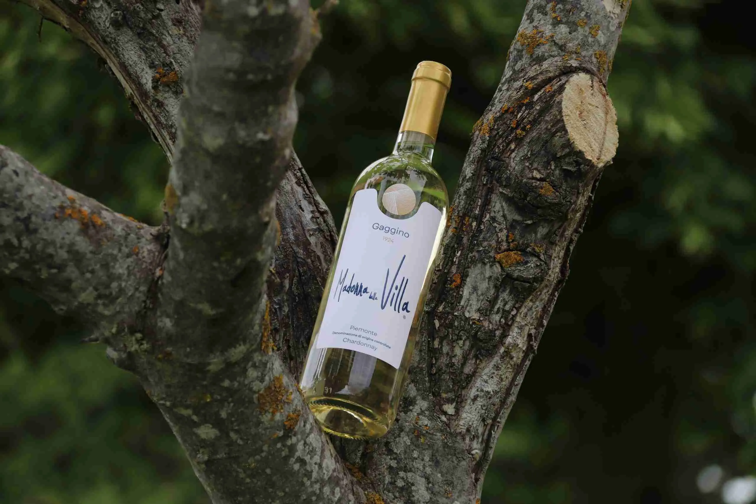 Tenuta Gaggino